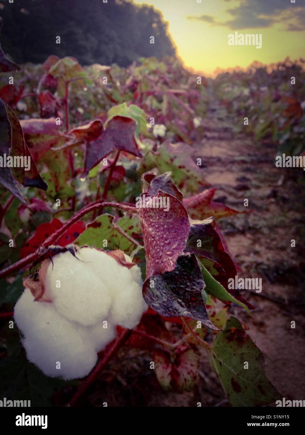 Sunrise over the cotton field in early Fall Stock Photo