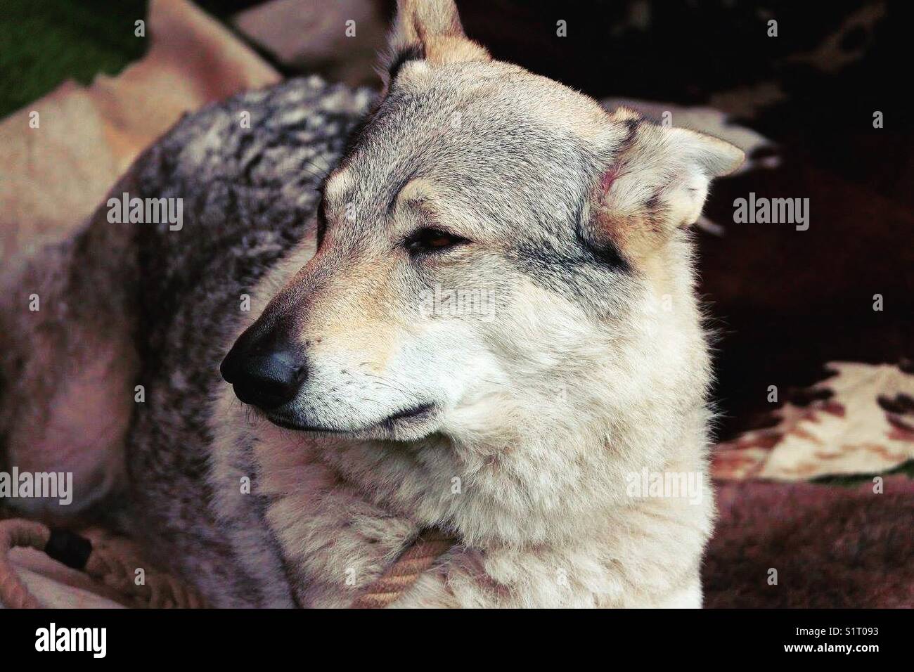 Wolf Dog Stock Photo