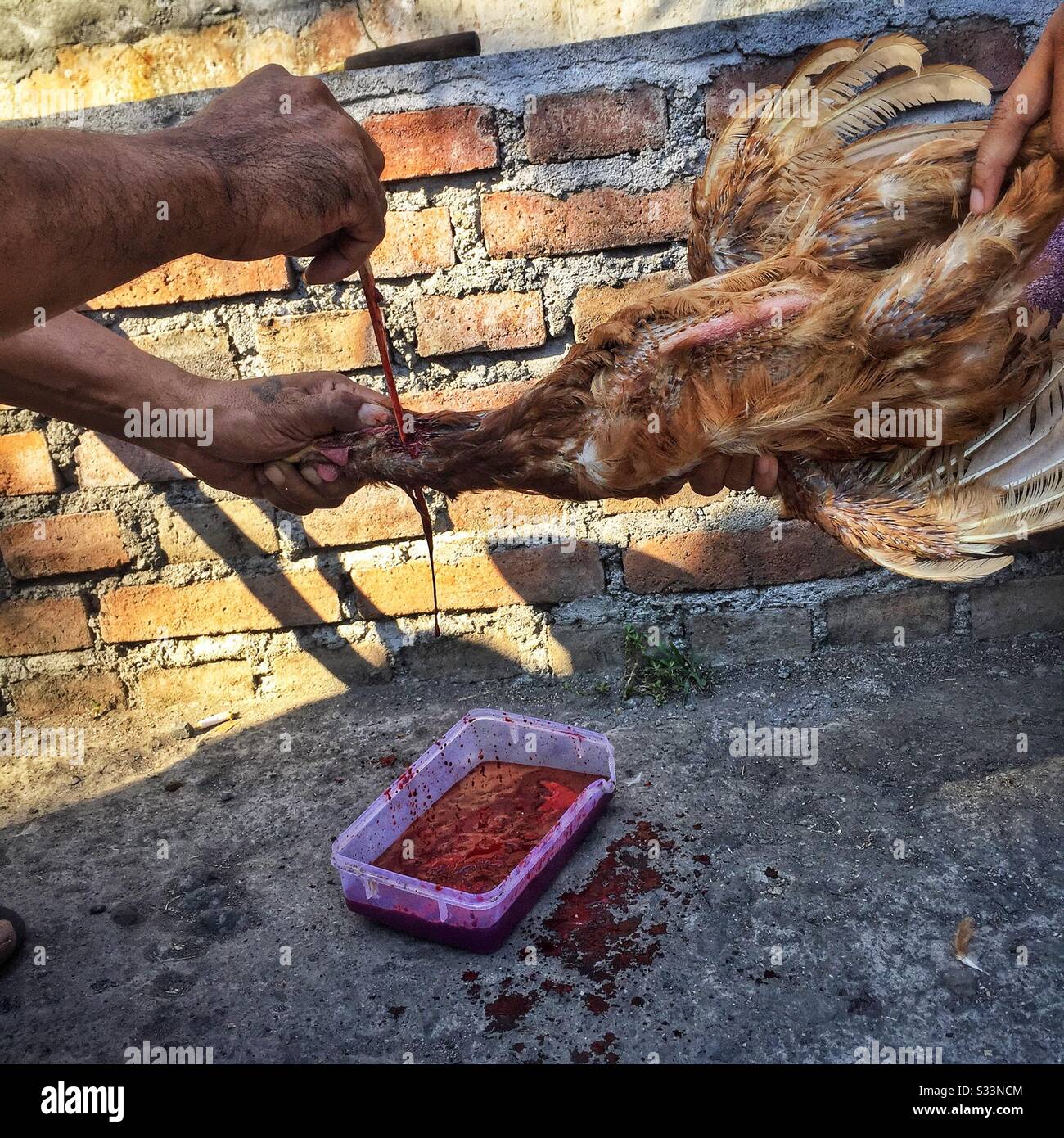 Villagers drain blood from a dead chicken for a festival, Bali, Indonesia Stock Photo