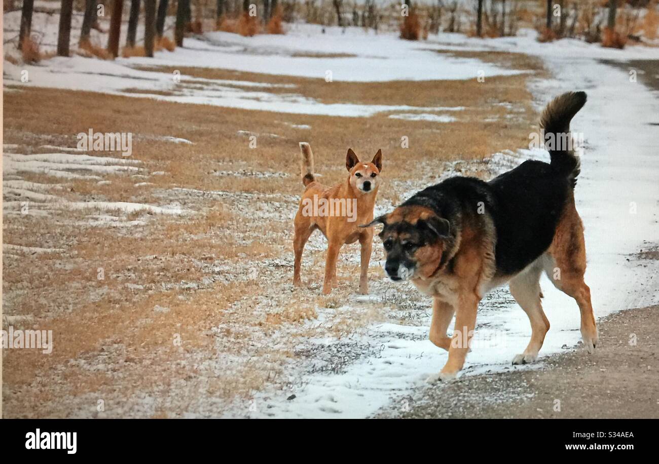 Angry looking dog, German Shepherd cross and man’s best friend Stock Photo