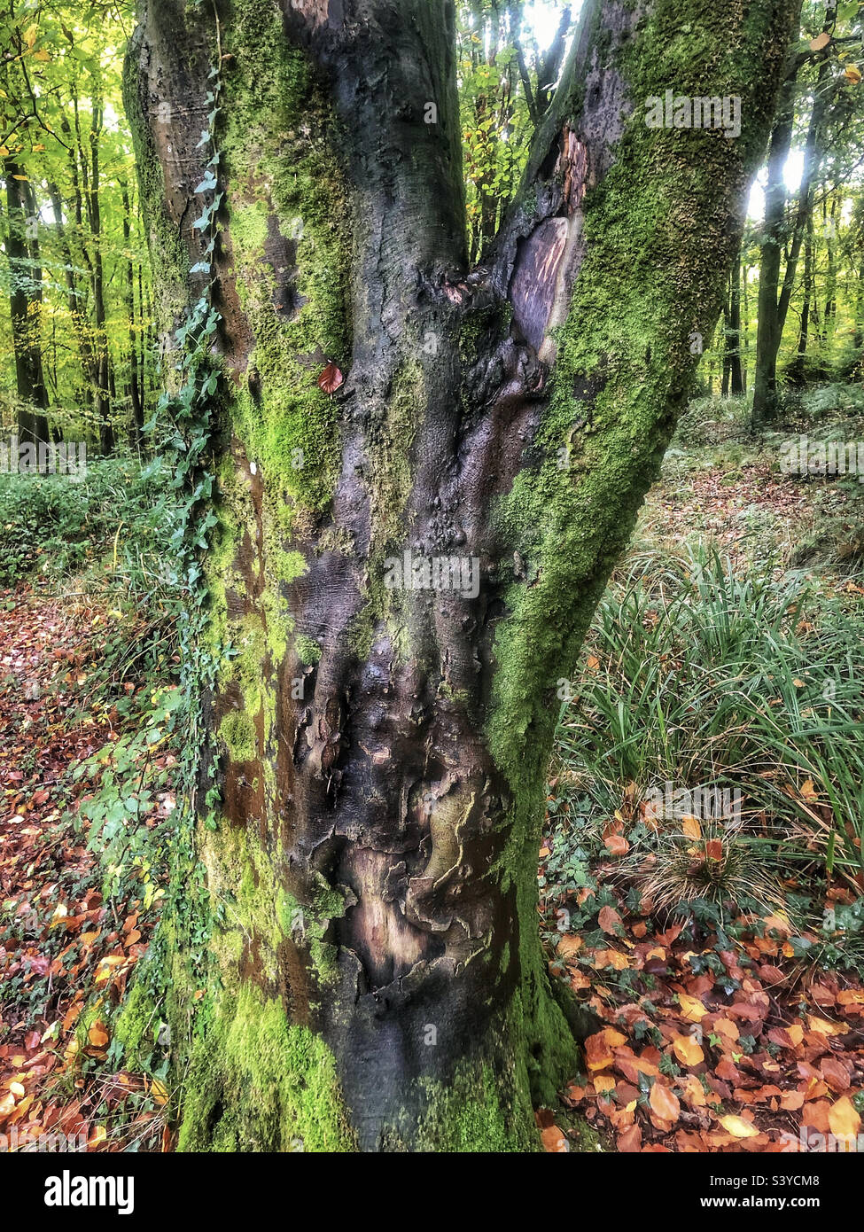 Beech tree bark disease in a Hampshire United Kingdom Stock Photo