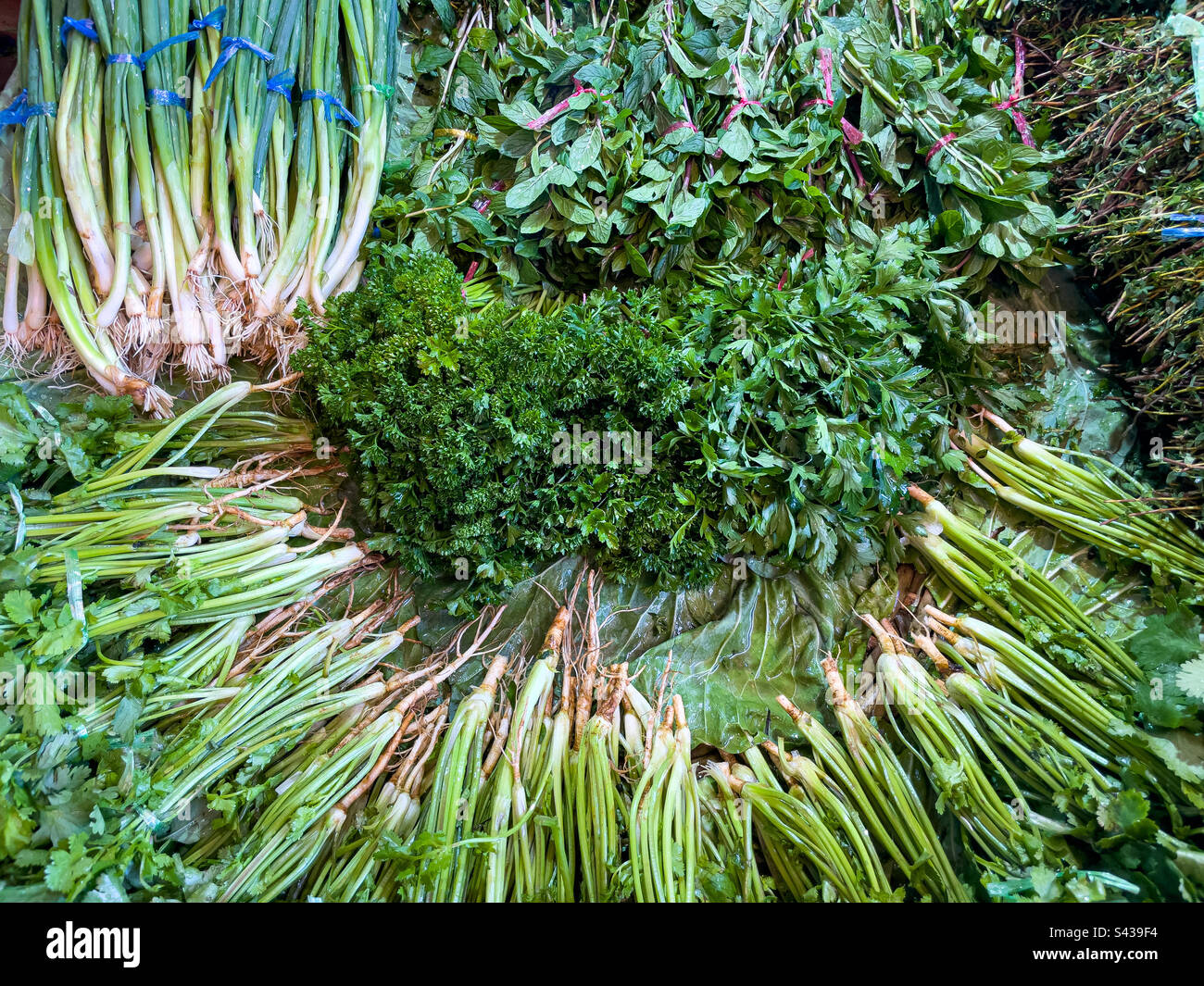 Herbs and coriander for sale, Central Market, Port Louis, Mauritius Stock Photo