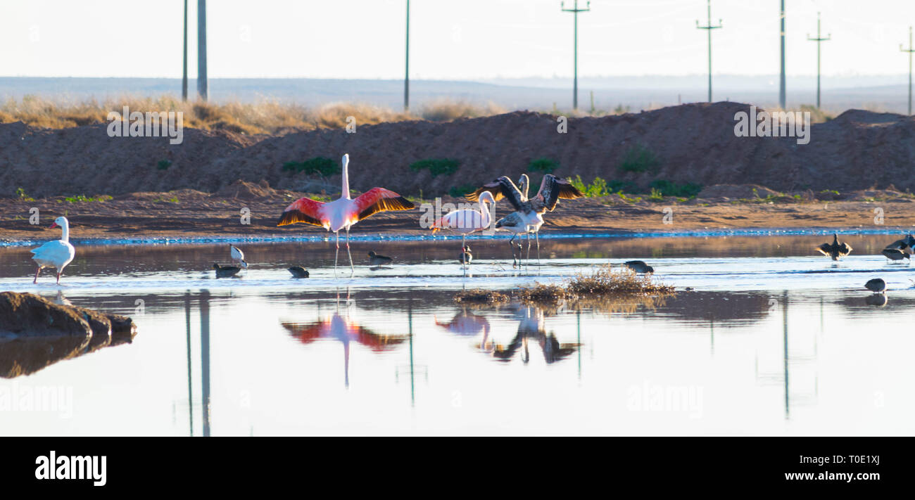 Flamencos in a Laguna Stock Photo