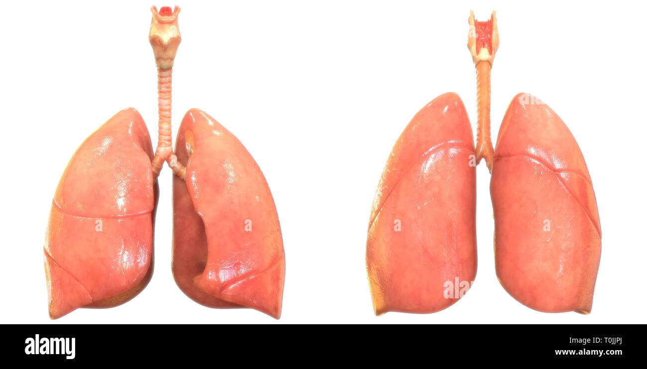 Human Respiratory System Lungs Anatomy Stock Photo