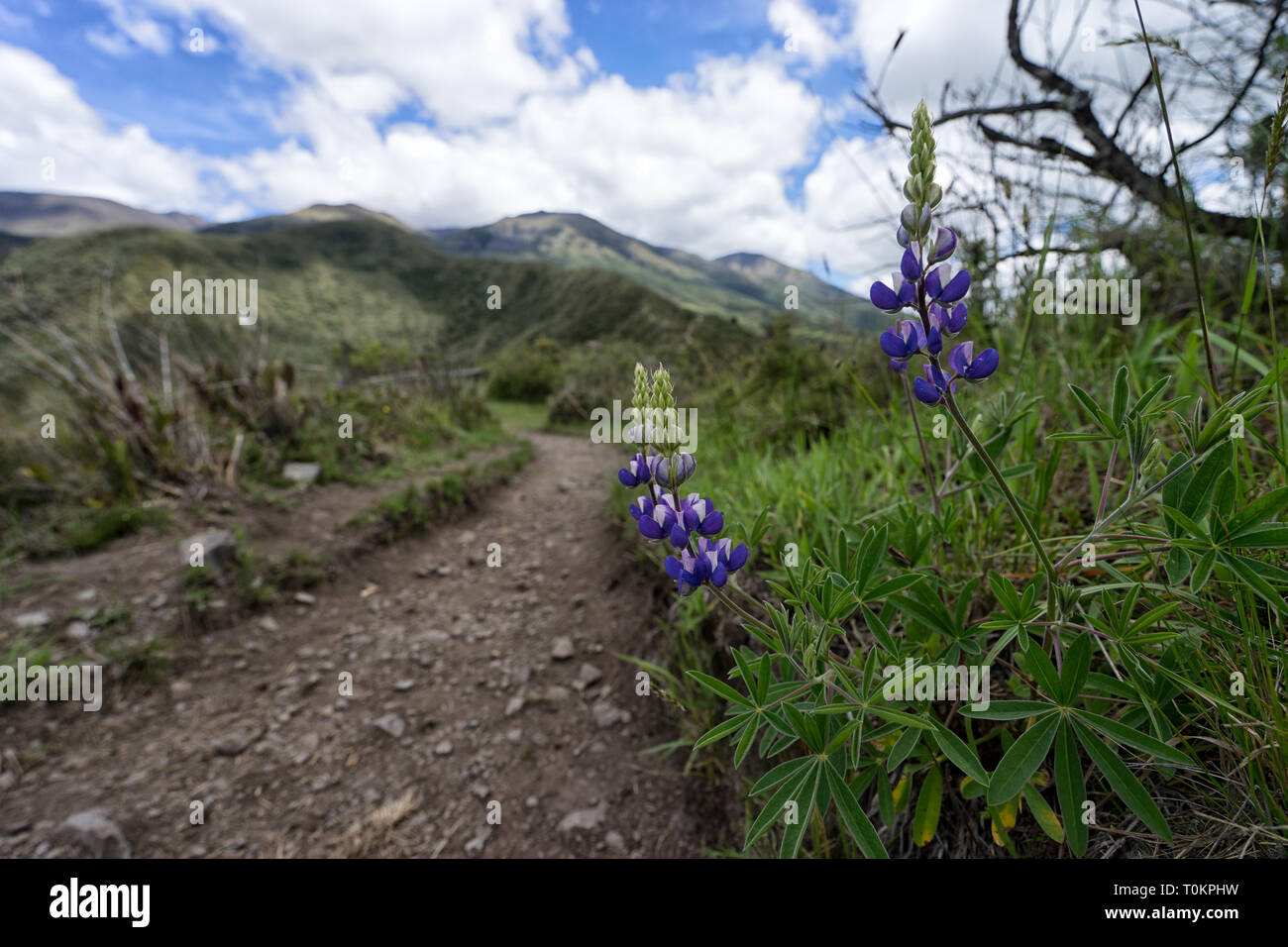 bluebonnet plant along hiking path Stock Photo - Alamy