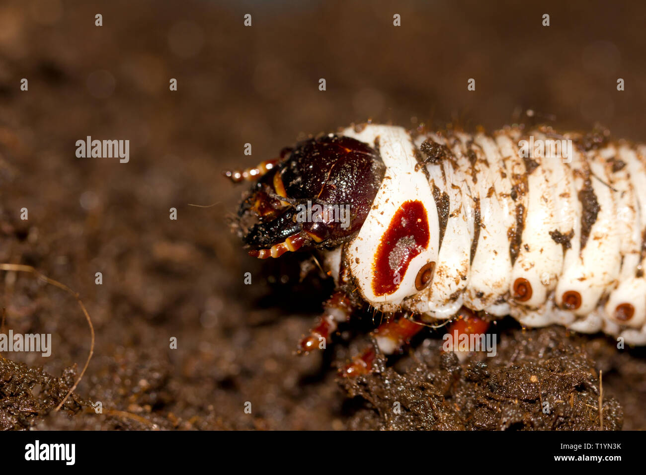 Goliath beetle larva Stock Photo