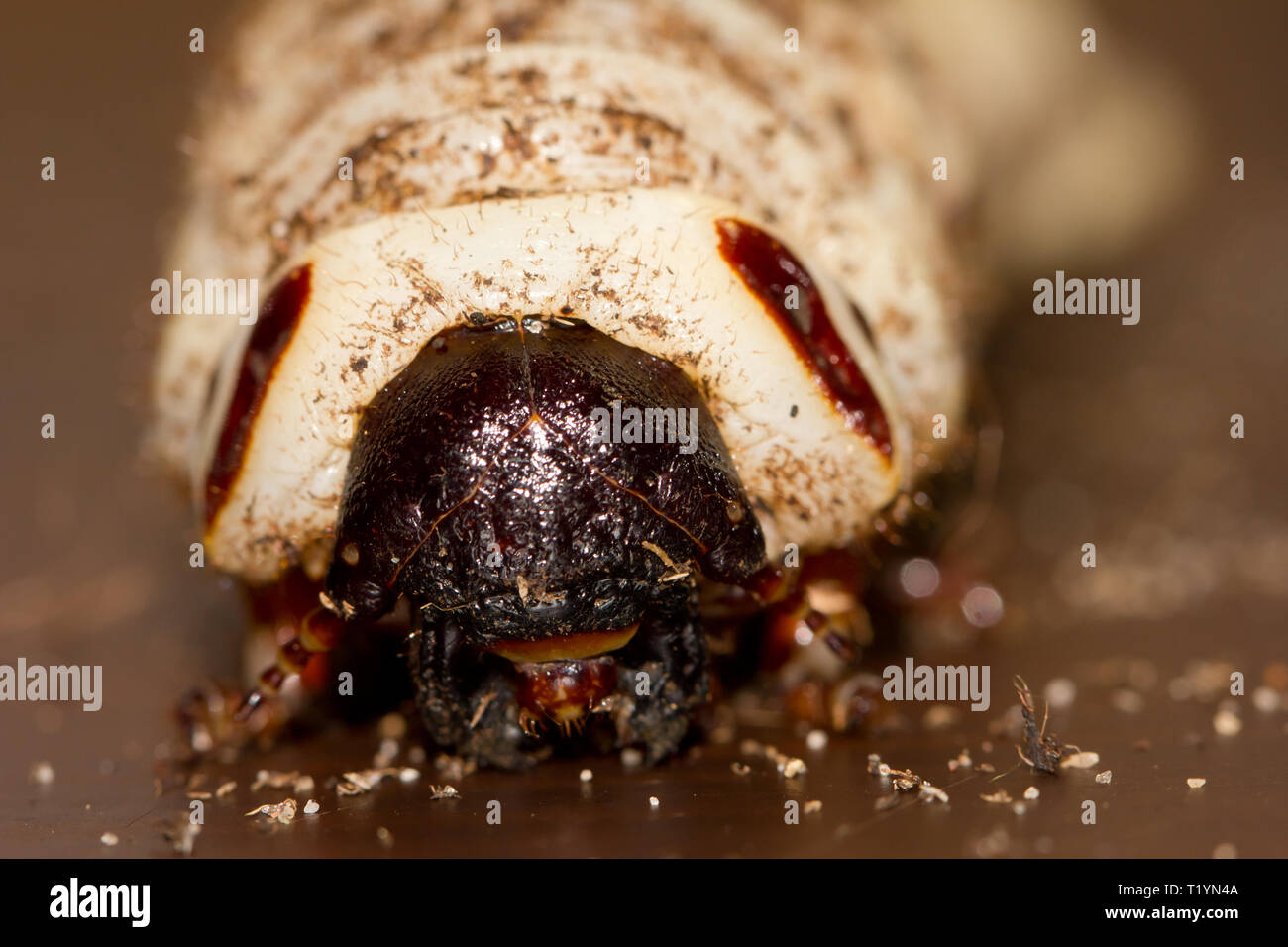 Goliath beetle larva Stock Photo