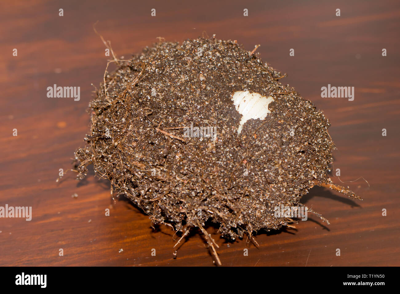 Goliath beetle pupae Stock Photo