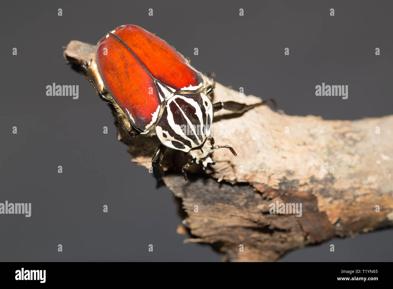 Goliath beetle Stock Photo