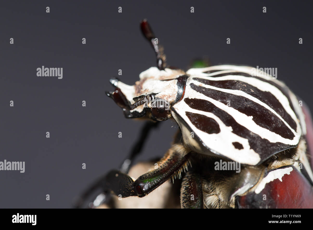 Goliath beetle Stock Photo