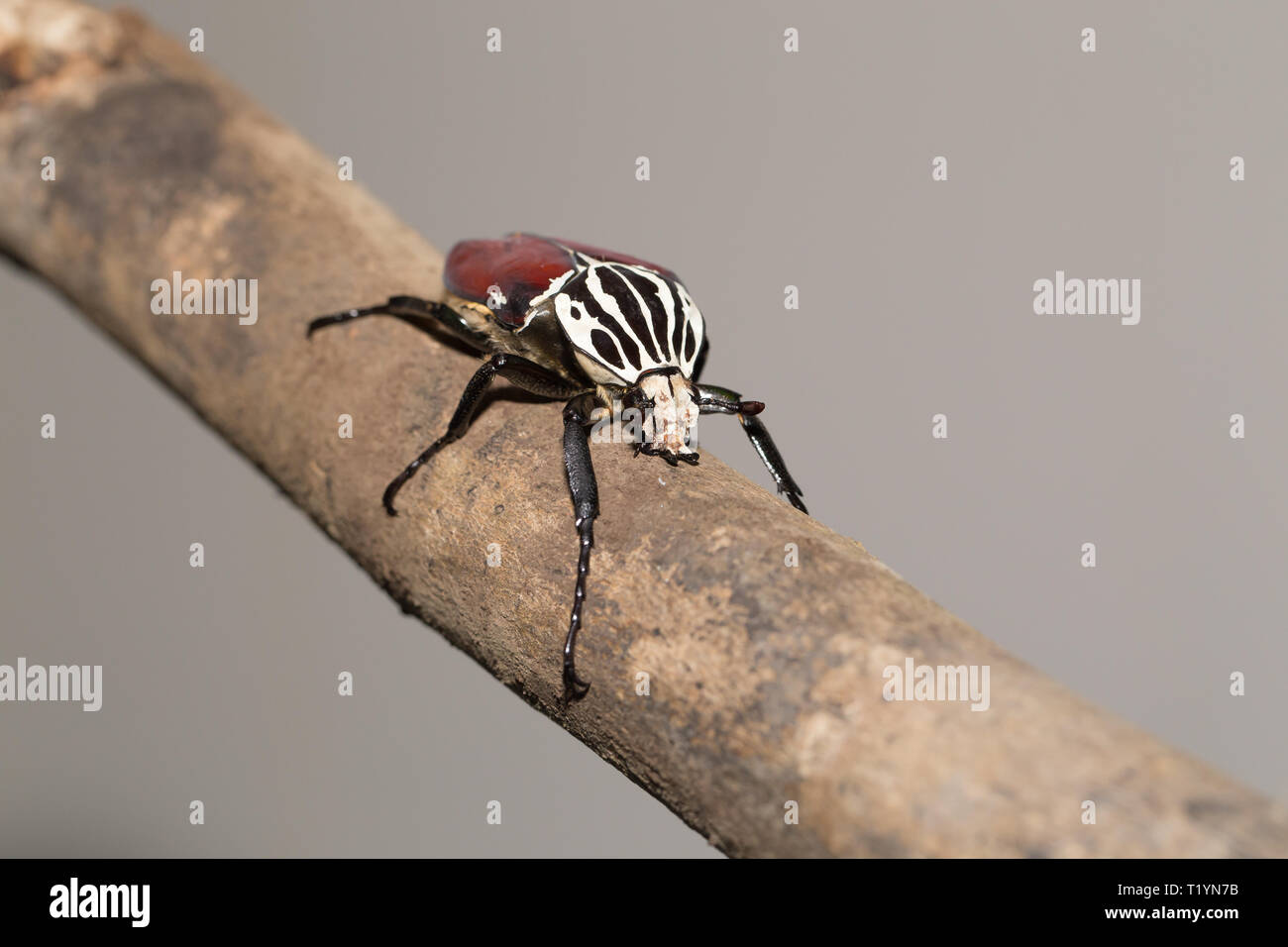 Goliath beetle Stock Photo