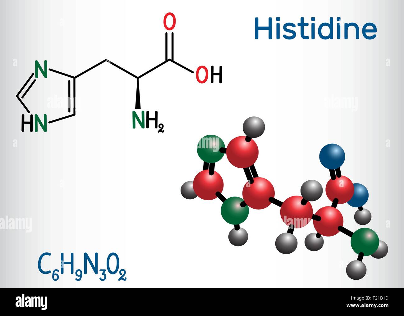 Histidine (L- histidine , His, H) amino acid molecule. It is used in the biosynthesis of proteins. Structural chemical formula and molecule model. Vec Stock Vector