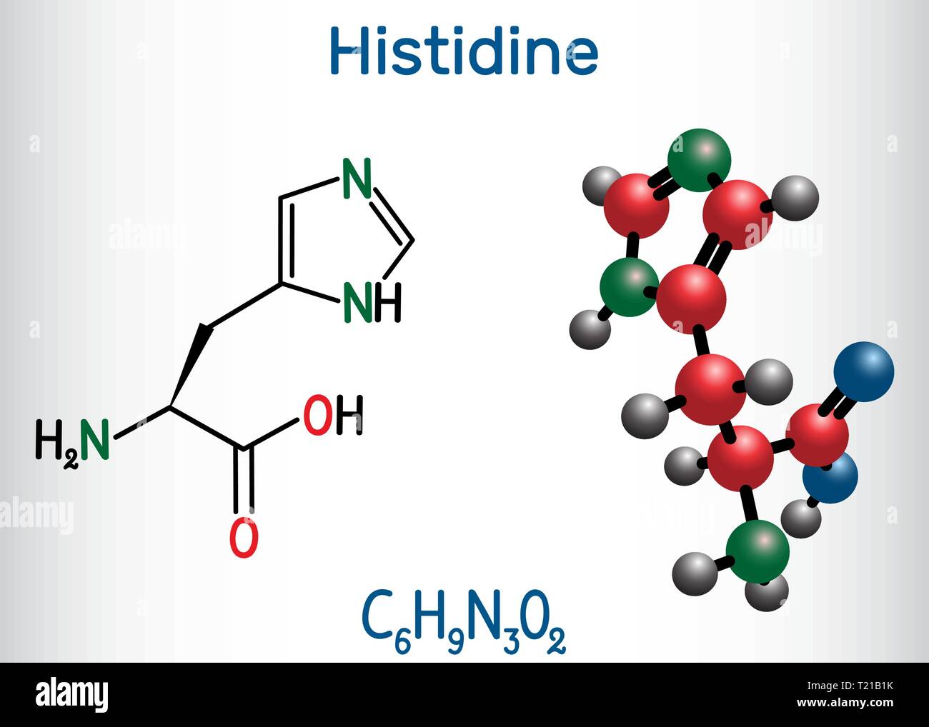 Histidine (L- histidine , His, H) amino acid molecule. It is used in the biosynthesis of proteins. Structural chemical formula and molecule model. Vec Stock Vector