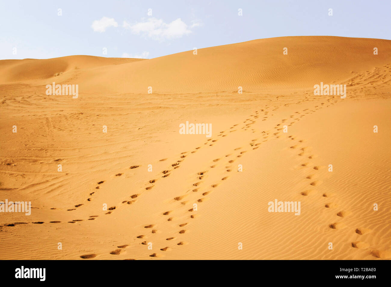 Sam Sand Dunes, Jaisalmer, Rajasthan, India. Stock Photo