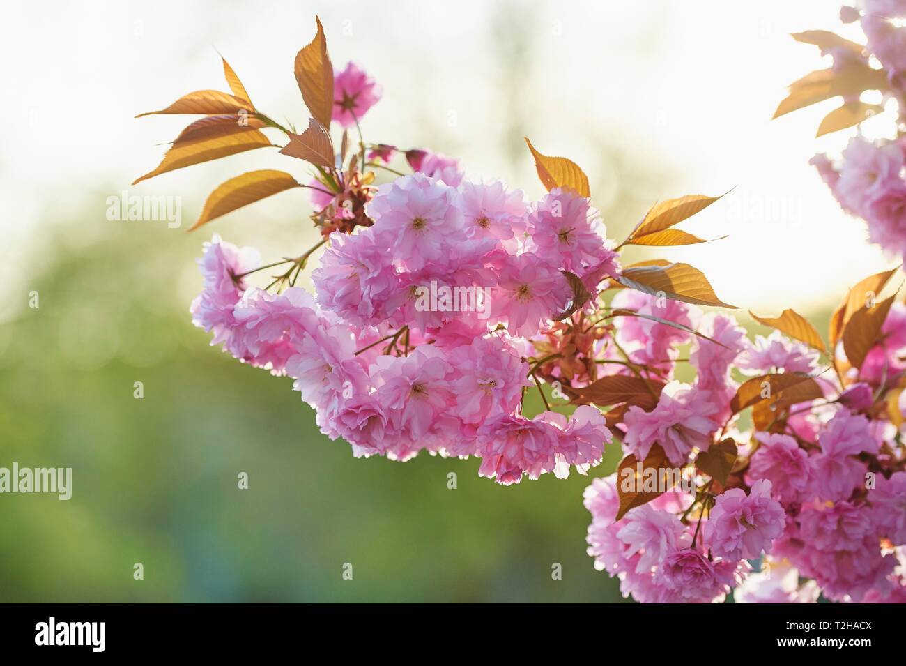 Japanese cherry (Prunus serrulata), species Prunus Kanzan, flowering in spring, Bavaria, Germany Stock Photo