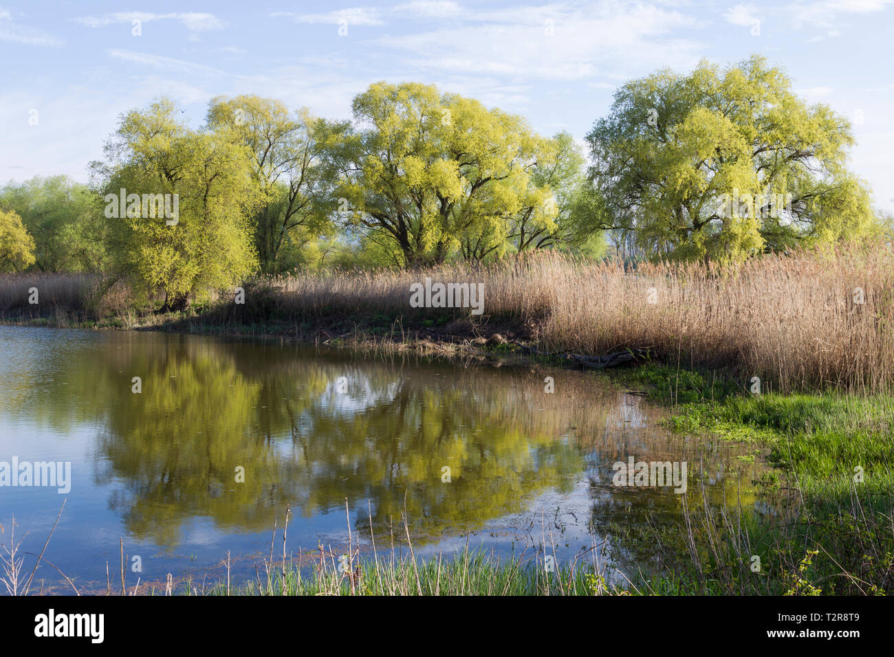 Altwasser, backwater Stock Photo