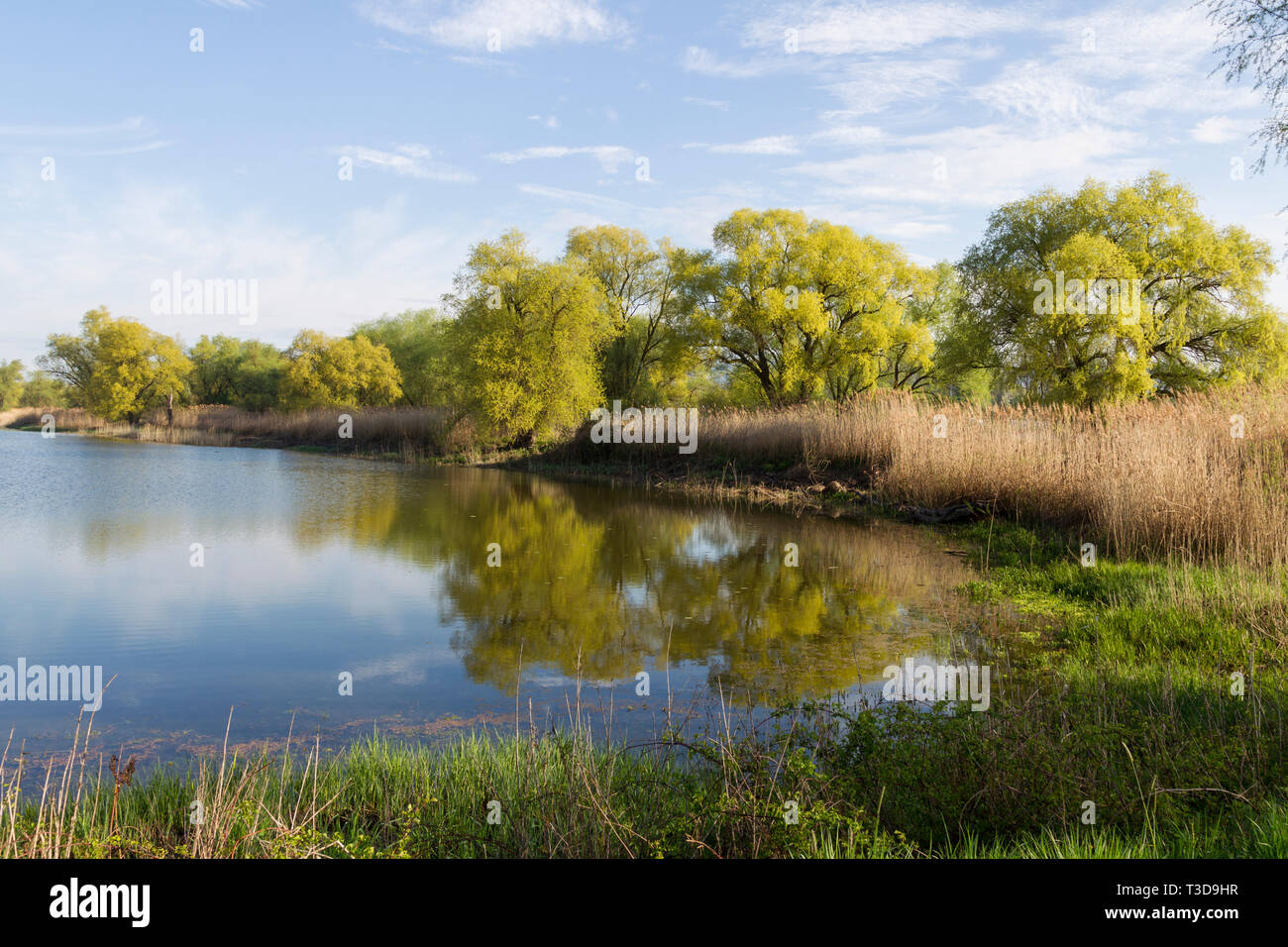 Altwasser, backwater Stock Photo