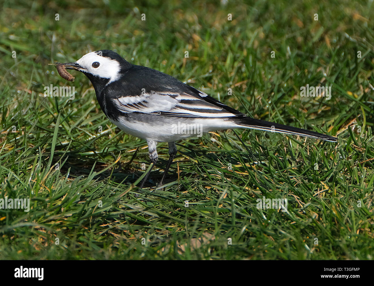 Wagtail feeding on grass lawn. Stock Photo