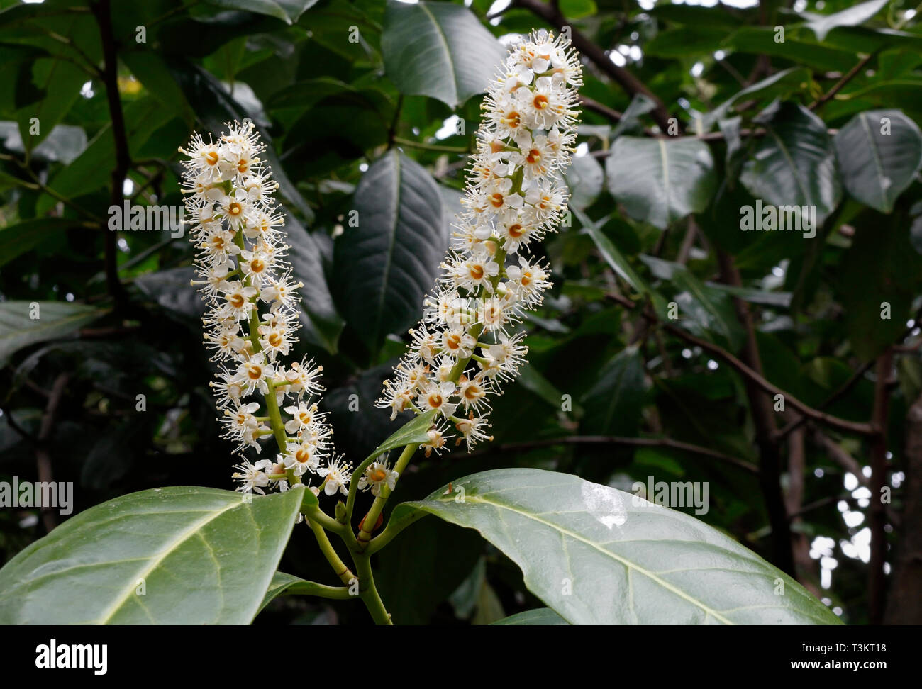 Flowers of the Evergreen Portugese Laurel tree - Prunus Lusitanica Portugal laurel Stock Photo