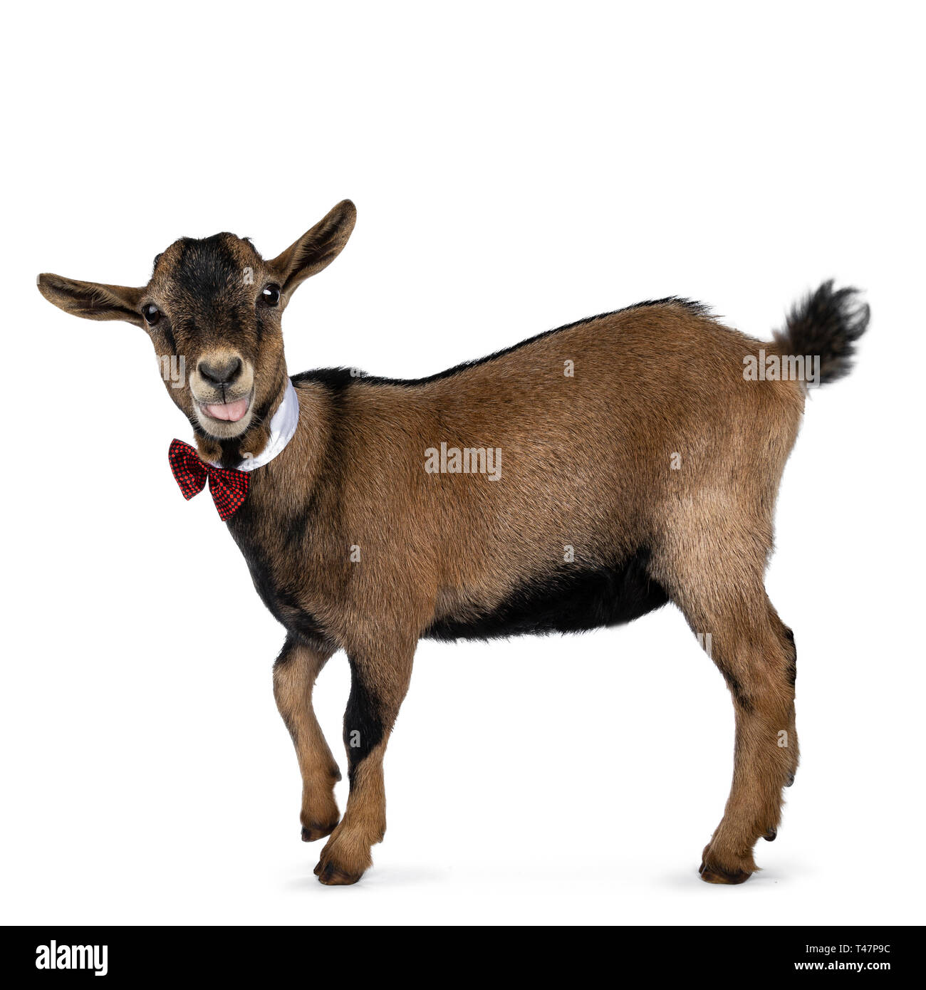 Funny brown pygmy goat wearing a white collar and red / black checkered bow tie, standing side ways. Looking at camera. Isolated on white background. Stock Photo