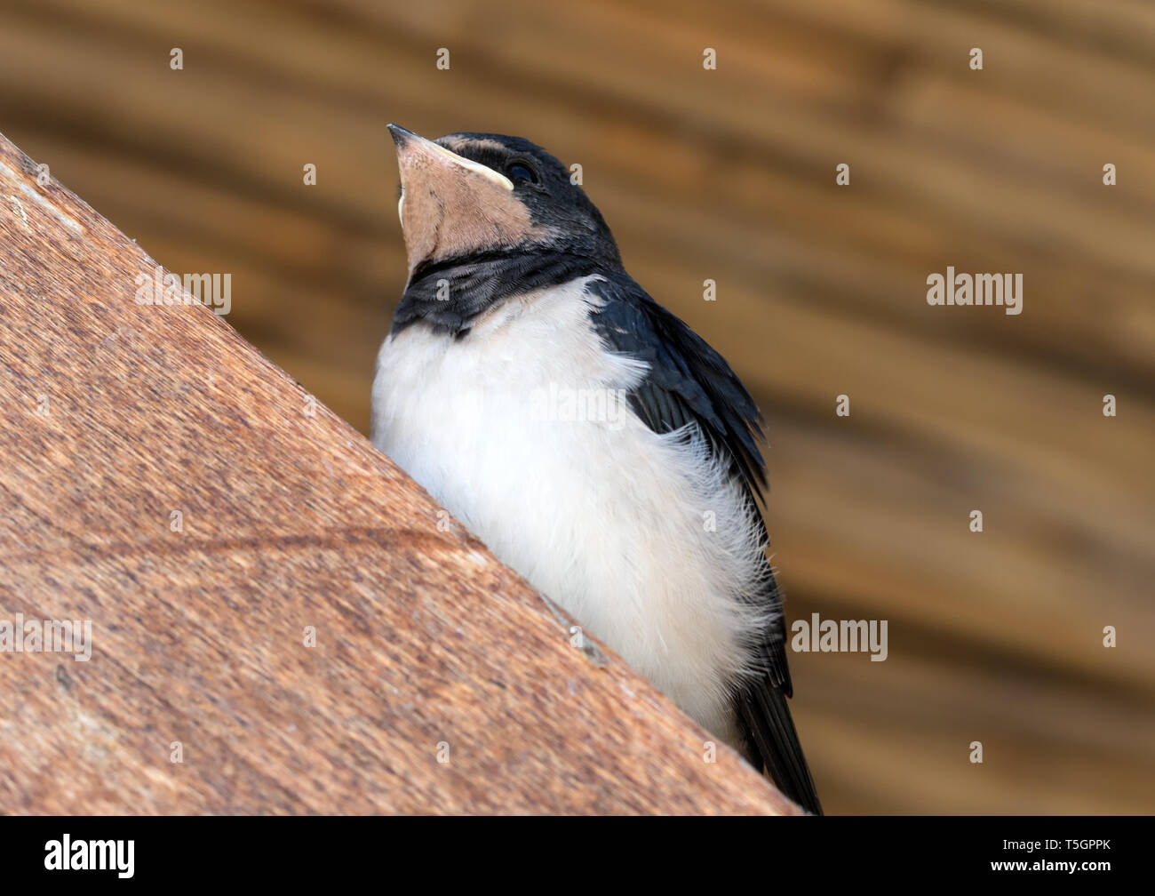 Young bird of swallow sits on wooden beam under roof. Close-up view. Stock Photo