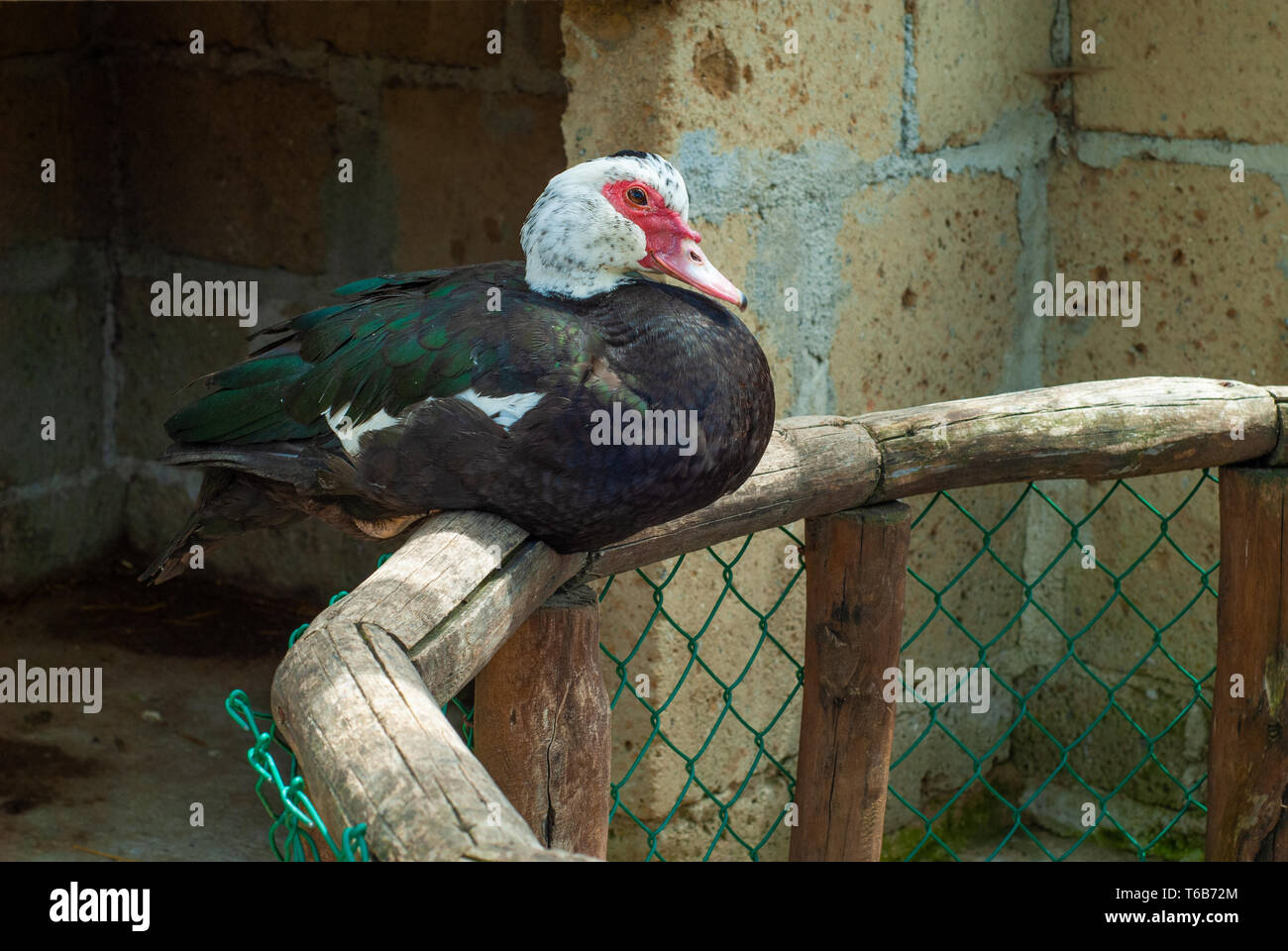 Red-billed duck in the shade of a courtyard on a sunny day Stock Photo