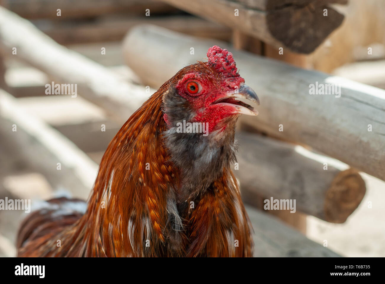 Taking a hen, with its red eye, and brown feathers, in its henhouse Stock Photo