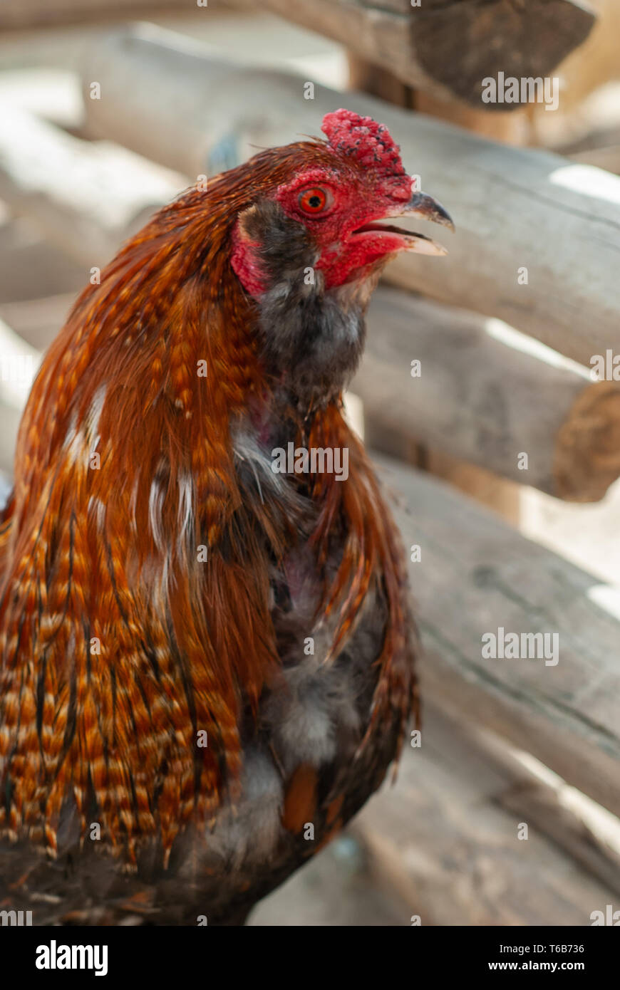 Portrait of a hen with her red eye and brown feathers in her hen house Stock Photo