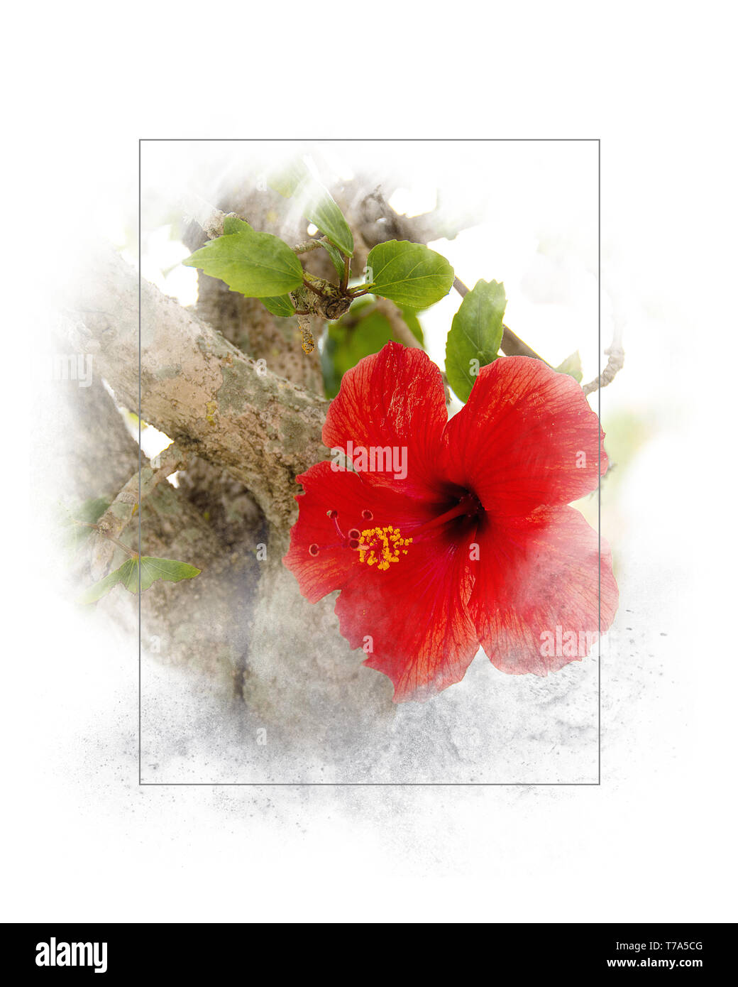 close up of red hibiscus flower in soft textured gray frame isolated on white background Stock Photo