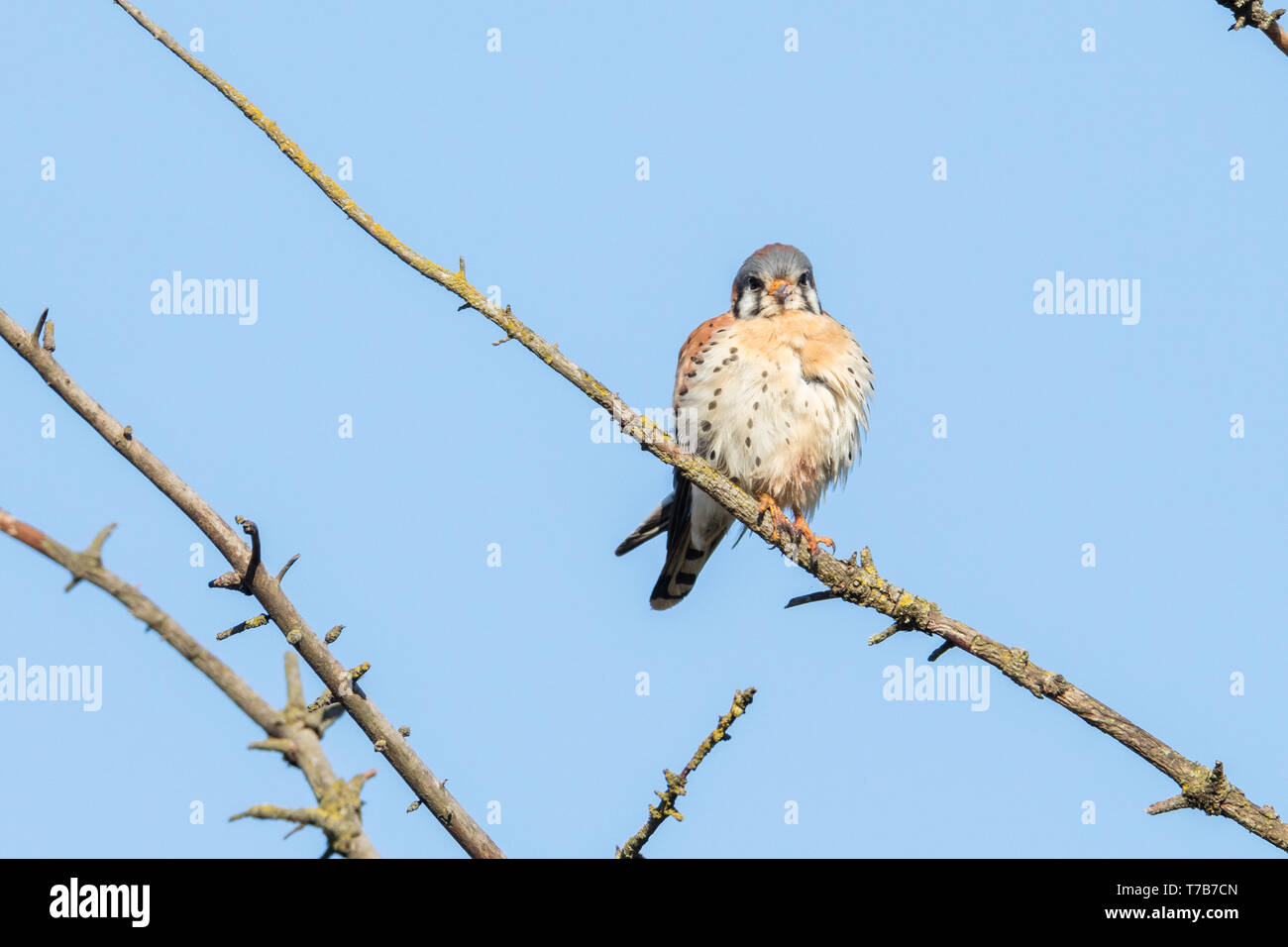 american kestrel bird at Burnaby BC Canada Stock Photo