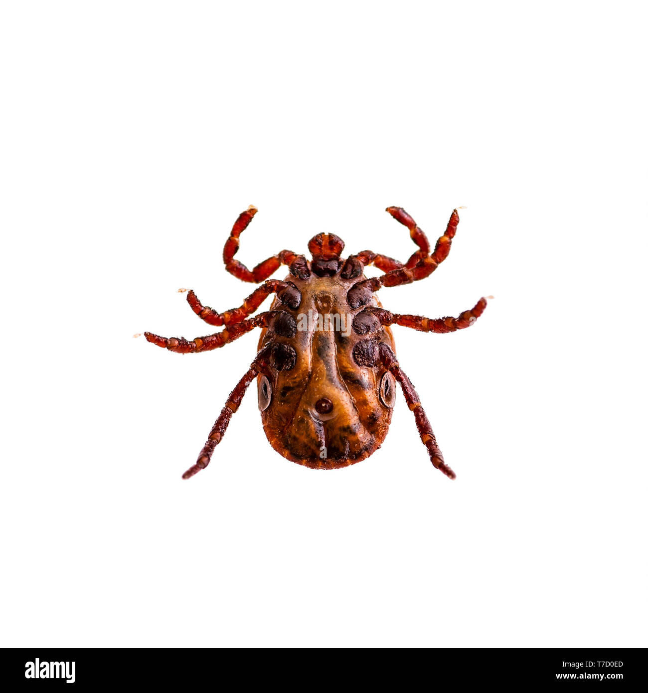 Encephalitis Virus or Lyme Borreliosis Disease or Monkey Fever Infectious Dermacentor Tick Arachnid Parasite Insect Macro Isolated on White Stock Photo