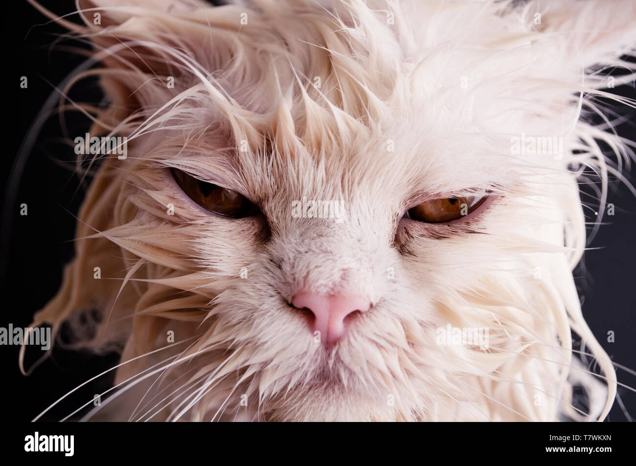 Wet cat after a bath Stock Photo