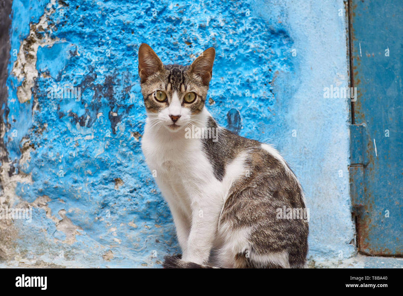 Feral cat hanging out in the medina of Tangier, looking into the camera, northern Morocco, North-Africa Stock Photo