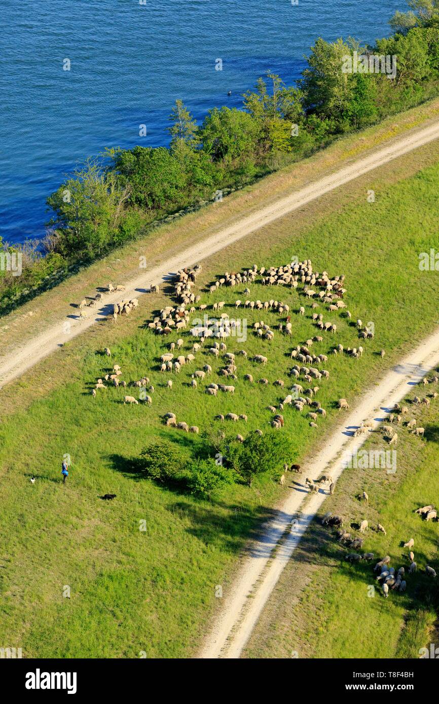 France, Gard, Roquemaure, island of Miemar, sheep on the banks of the Rhone (aerial view) Stock Photo