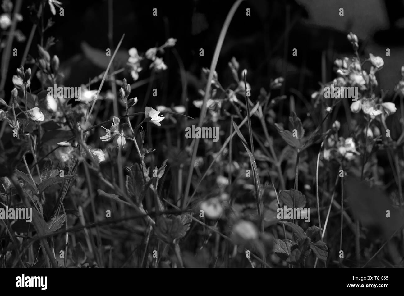 black and white little violet flowers at night by jziprian Stock Photo