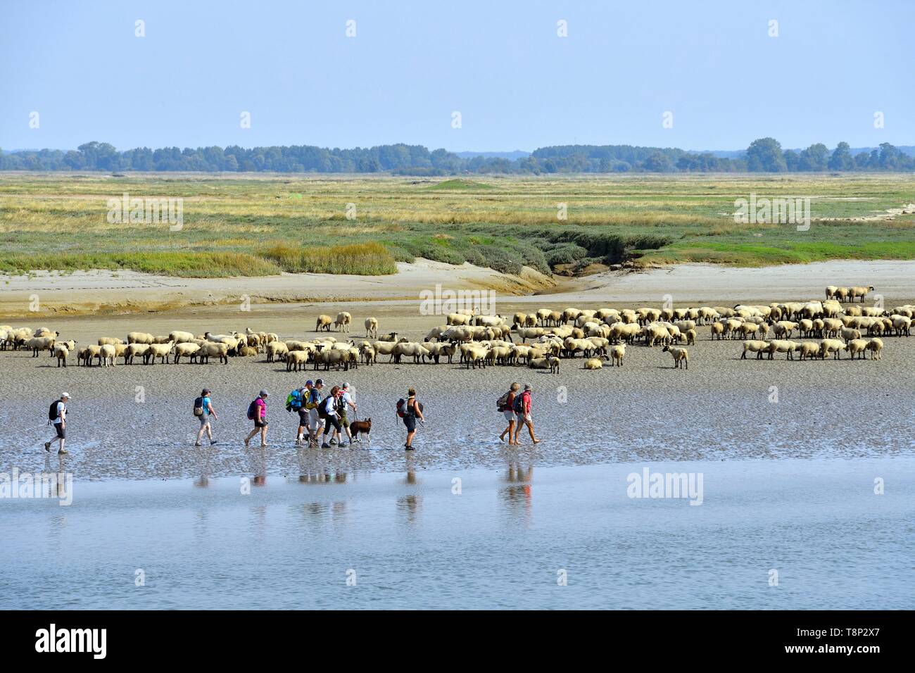 France, Somme, Baie de Somme, Saint Valery sur Somme, mouth of the Somme Bay at low tide, shepherd and sheep salt meadows (Ovis aries) Stock Photo