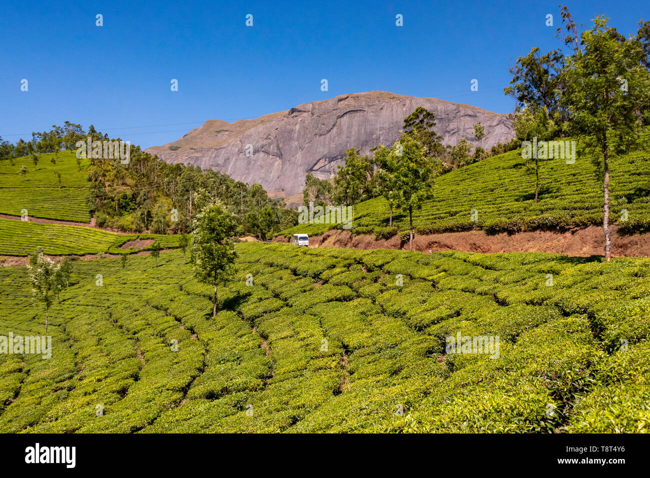 Horizontal view of Anamudi peak with the tea plantations in Eravikulam National Park in Munnar, India. Stock Photo