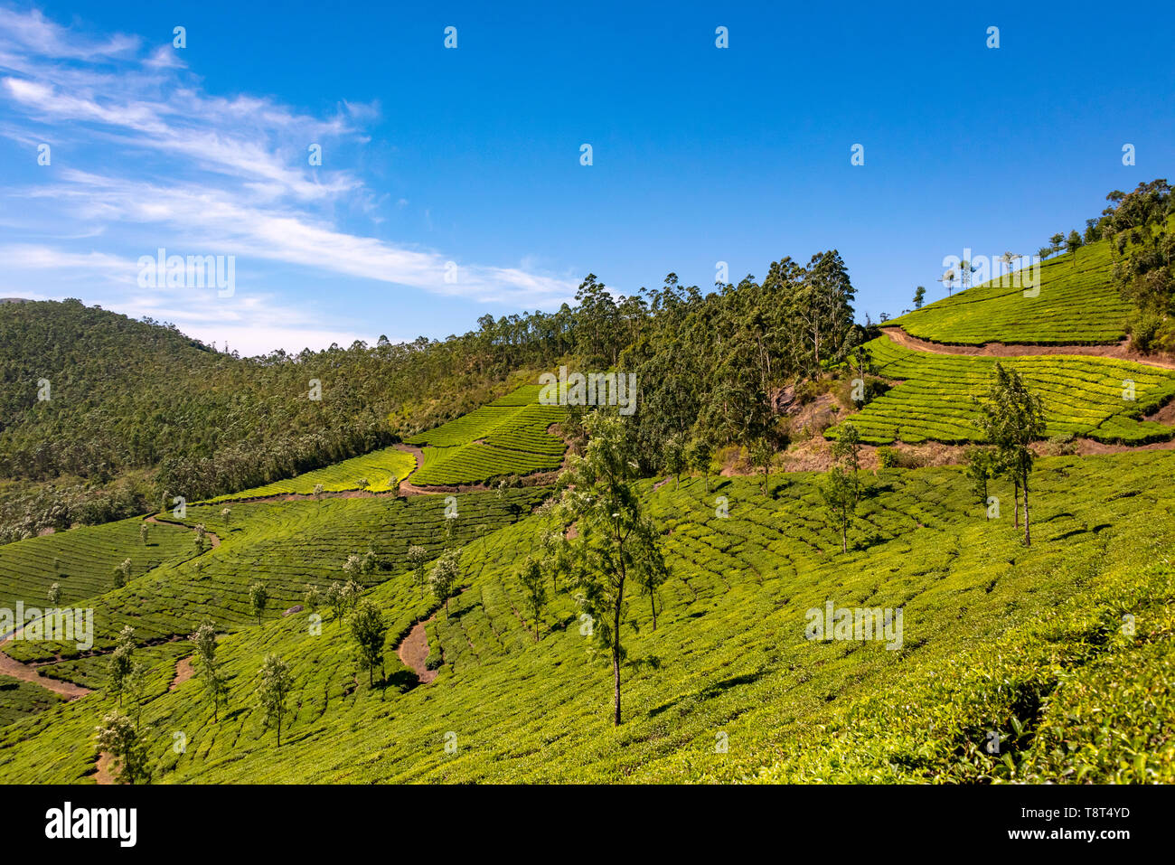 Horizontal aerial view across the tea plantations at Eravikulam National Park in Munnar, India. Stock Photo