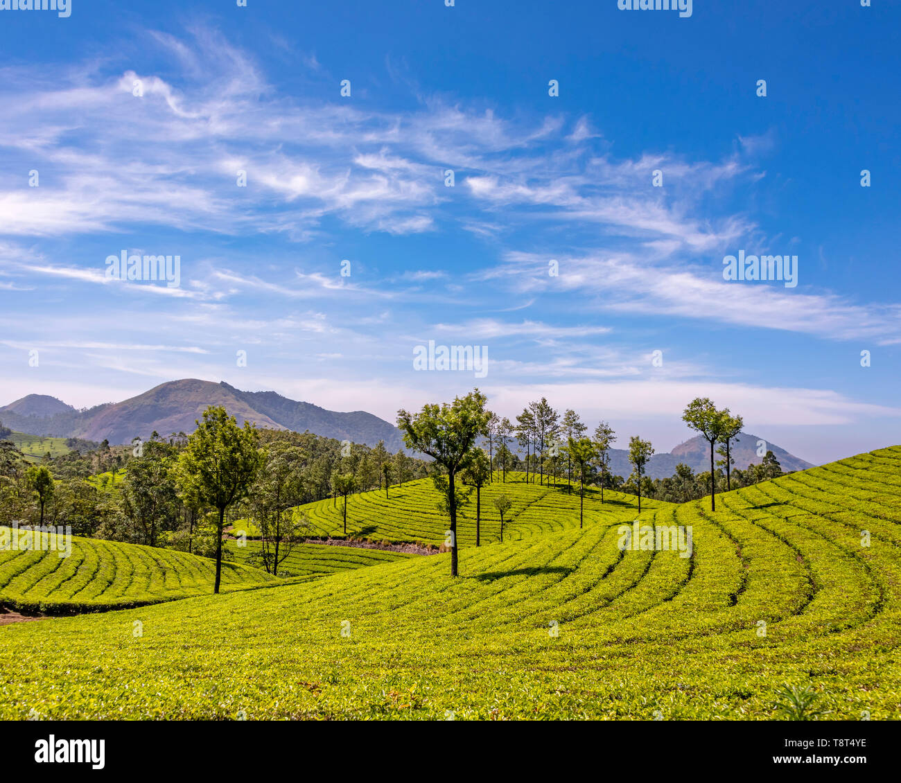 Horizontal aerial view across the tea plantations at Eravikulam National Park in Munnar, India. Stock Photo