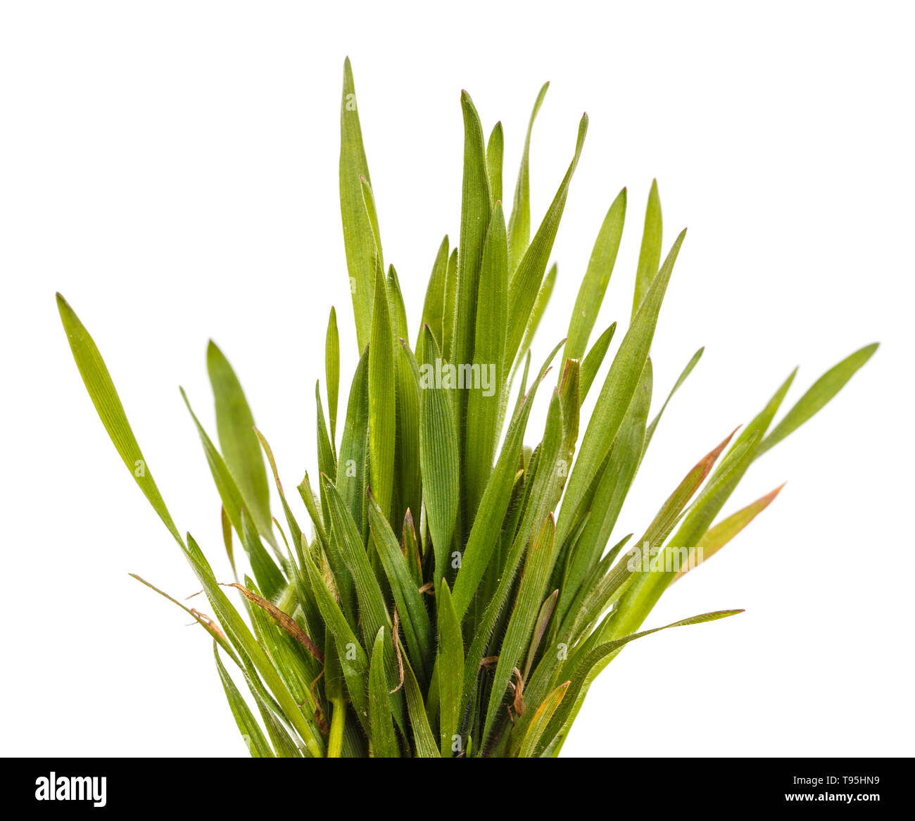 Green grass lawn isolated on white Stock Photo