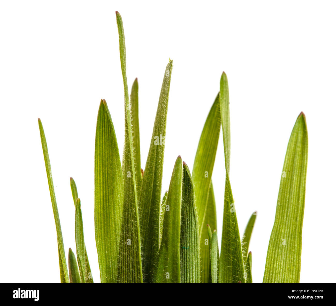 Green grass lawn isolated on white Stock Photo