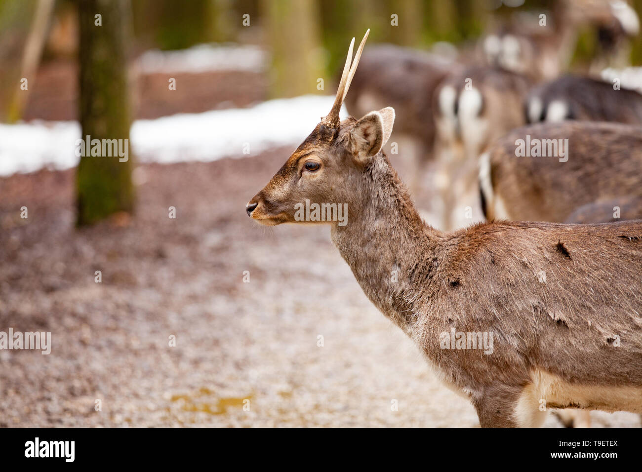 Portrait of European roe deer (Capreolus capreolus) in the forest Stock Photo