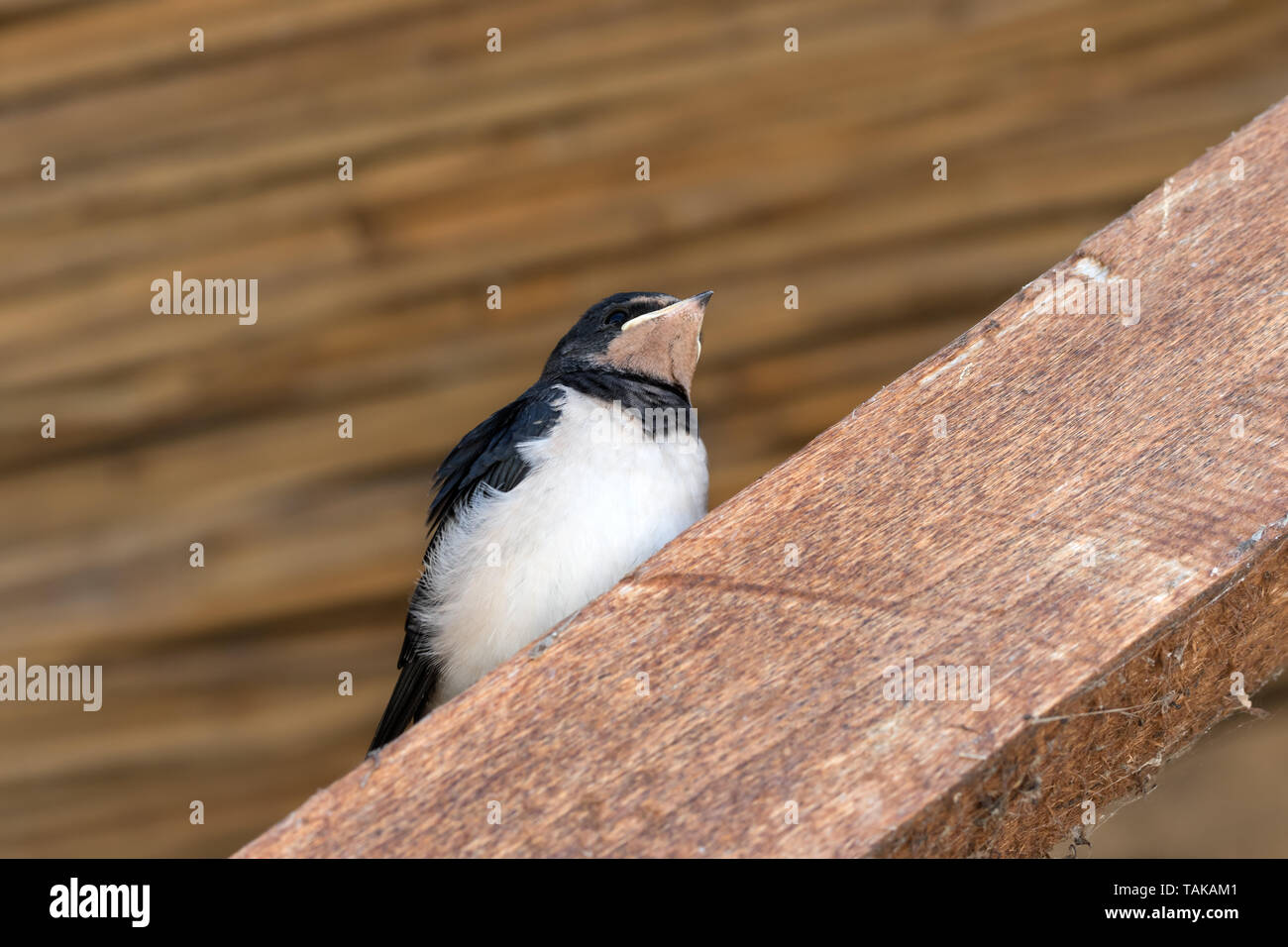 Young bird of swallow sits on wooden beam under roof Stock Photo