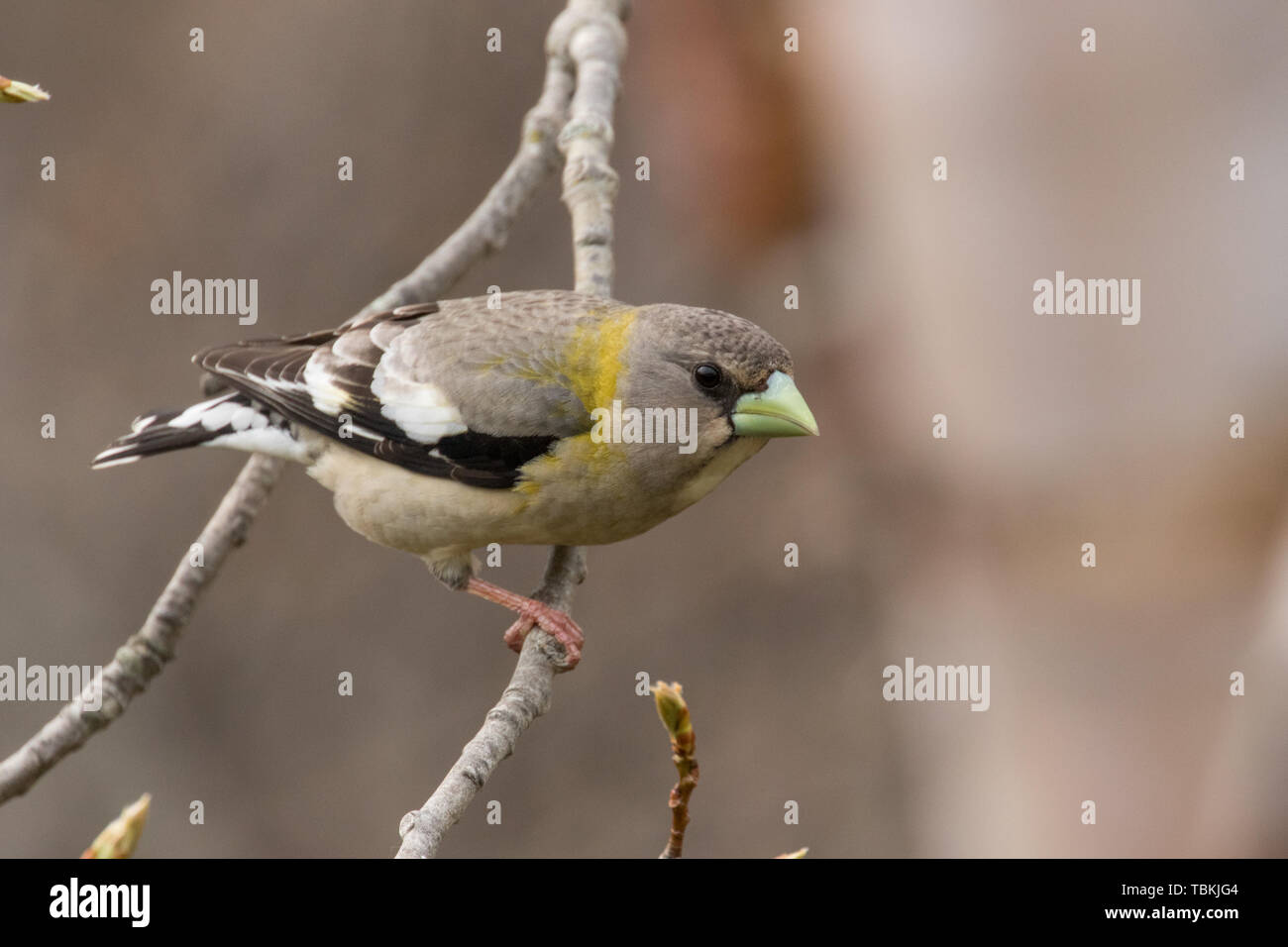 Evening Grosbeak female Stock Photo