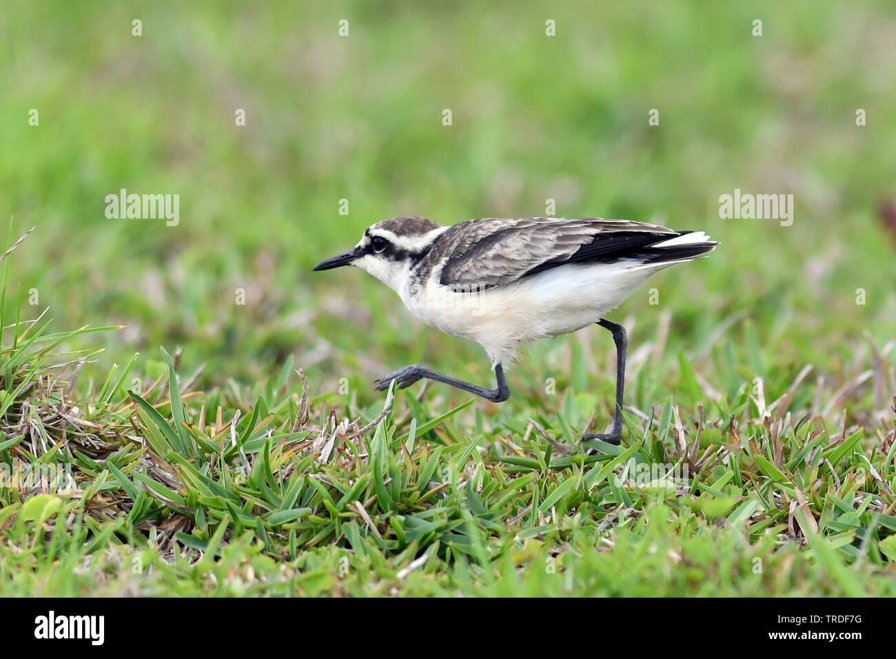 st helena sand plover (Charadrius sanctaehelenae), an island endemic from Saint Helena in the mid-Atlantic ocean, St. Helena Stock Photo