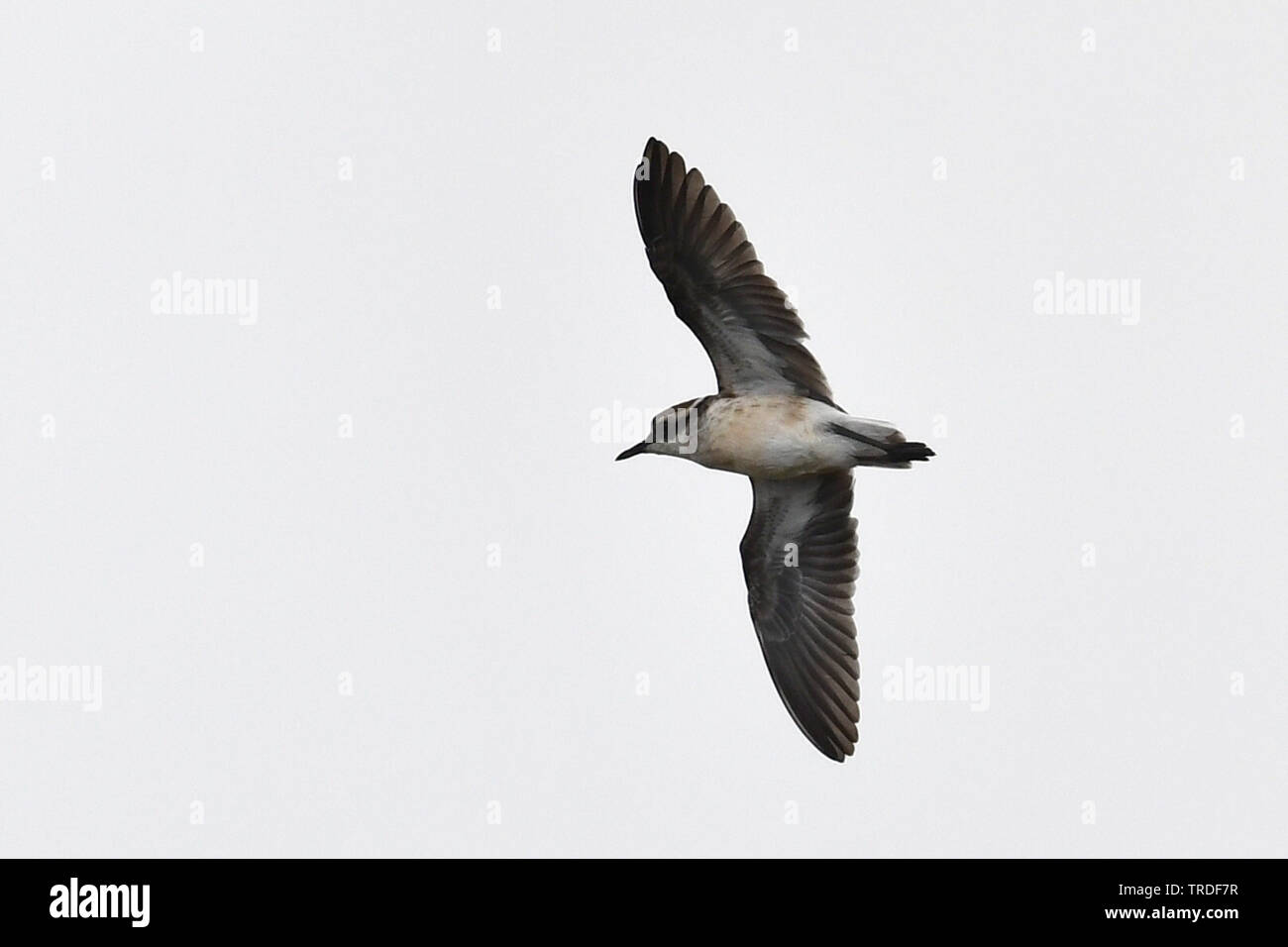 st helena sand plover (Charadrius sanctaehelenae), an island endemic from Saint Helena in the mid-Atlantic ocean, St. Helena Stock Photo