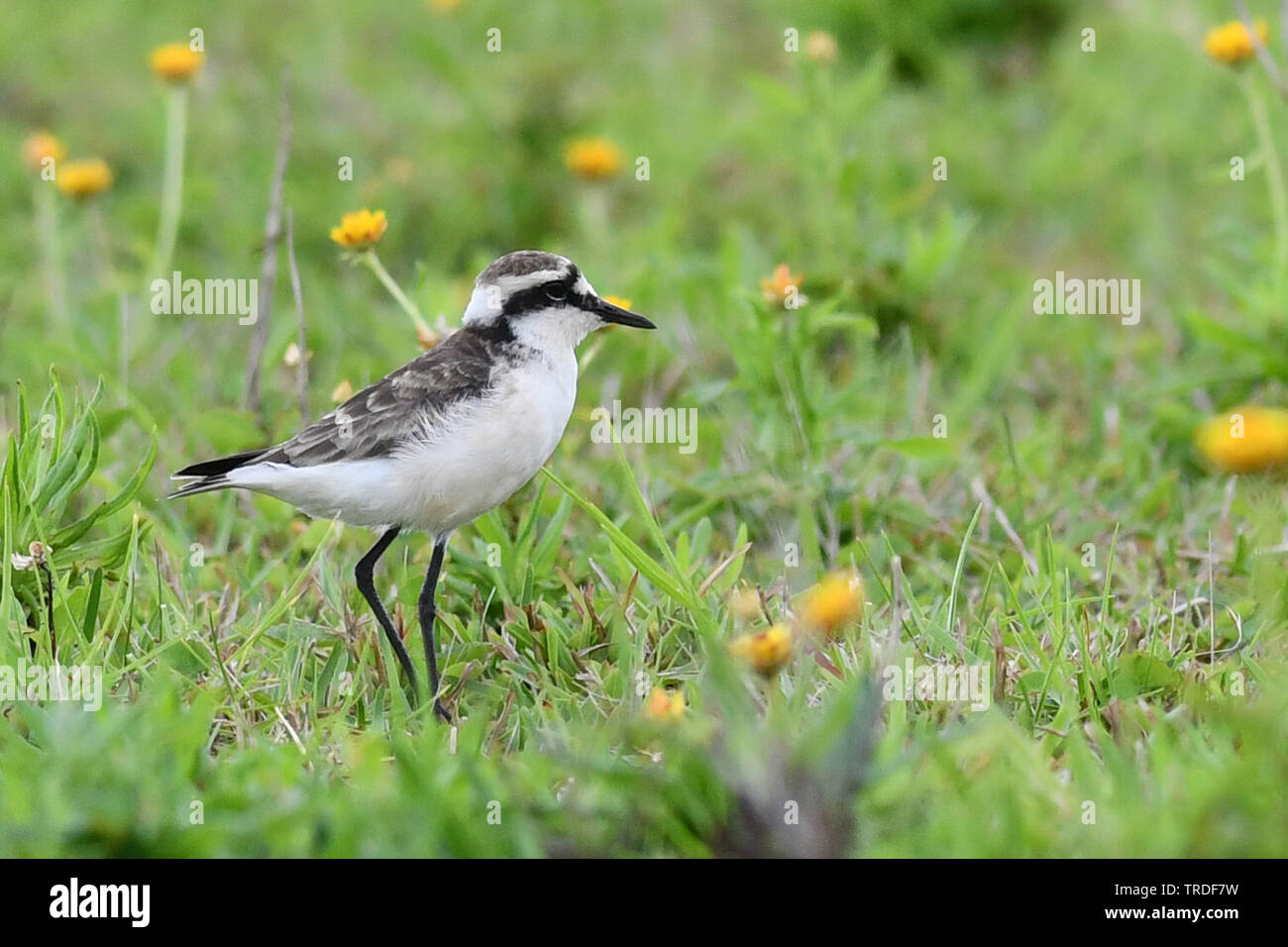 st helena sand plover (Charadrius sanctaehelenae), an island endemic from Saint Helena in the mid-Atlantic ocean, St. Helena Stock Photo