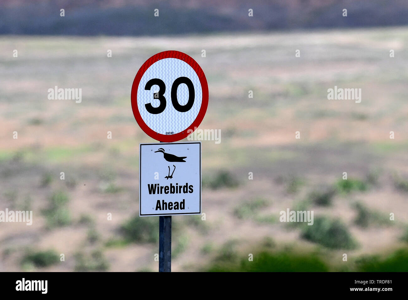 st helena sand plover (Charadrius sanctaehelenae), roadsign on the island Saint Helena in the mid-Atlantic ocean, St. Helena Stock Photo