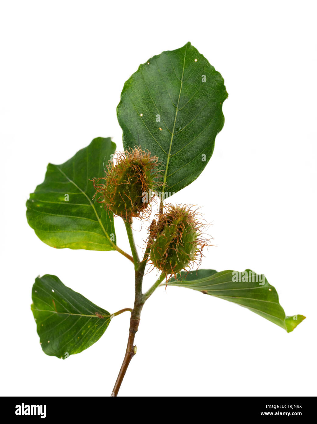 Summer foliage and developing hairy mast ofthe common beech, Fagus sylvatica, on a white background Stock Photo