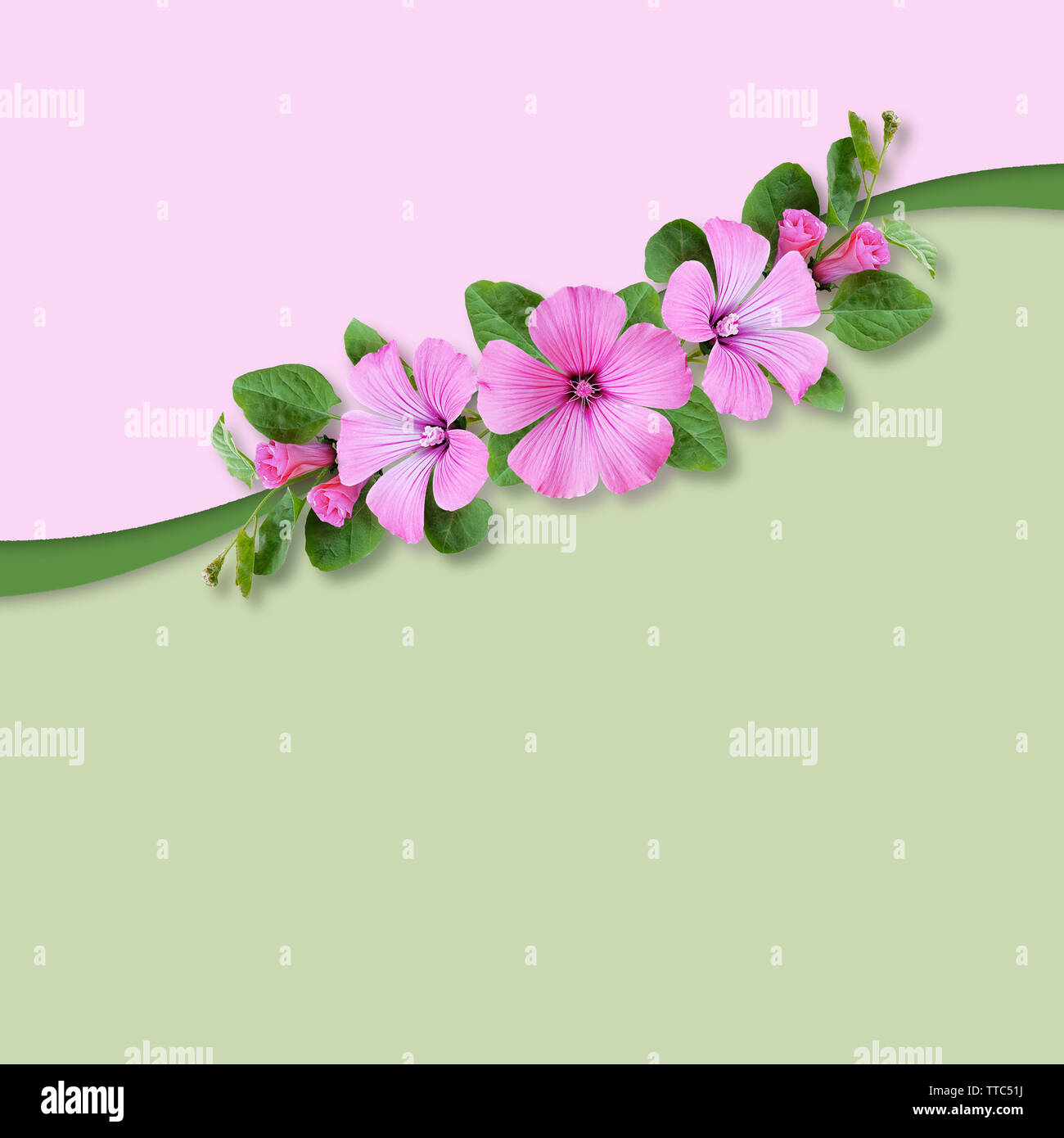 Composition with bindweed flowers on pink and green background Stock Photo